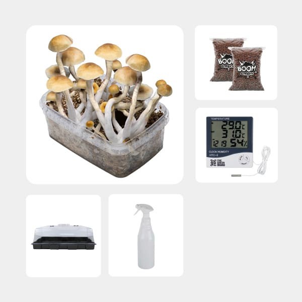 Kit Económico para cultivo de cogumelos Thai