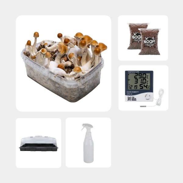 Kit Económico para cultivo de cogumelos Amazonian