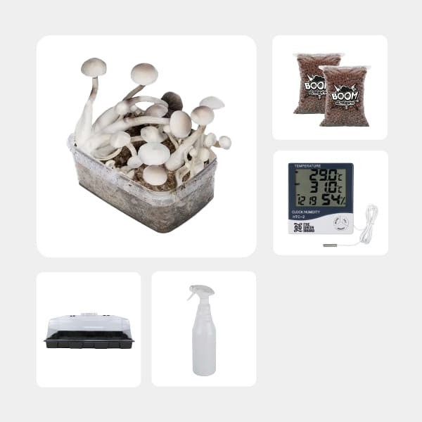 Kit Económico para cultivo de cogumelos Treasure Coast Albino