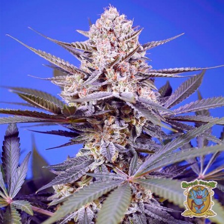 Sementes Pineapple Slush XL Auto 🍍 - GB The Green Brand