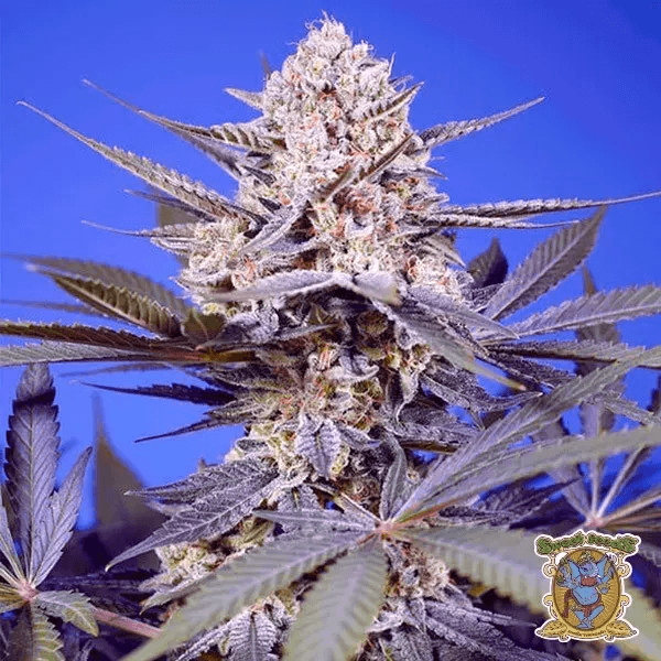 🥭Tropical & Delicious Mix Sweet Seeds 🍈 - GB The Green Brand