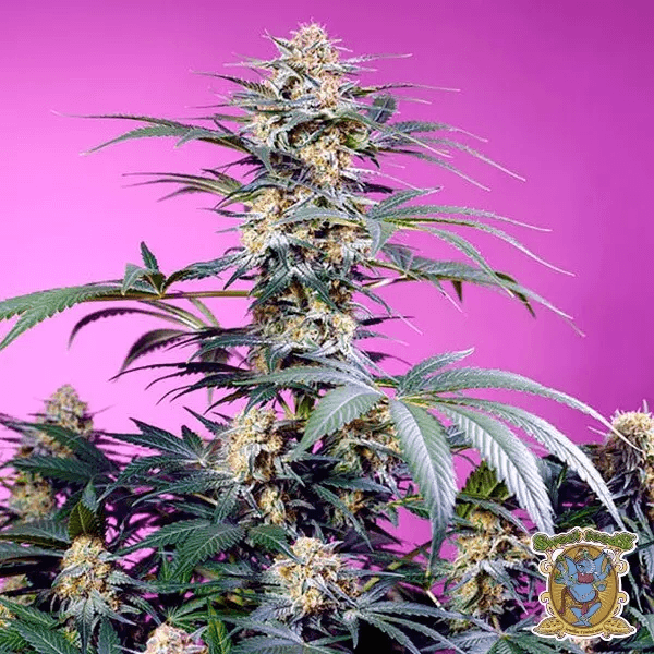 Sweet Monster Mix