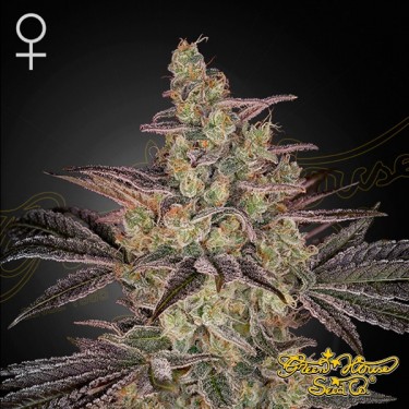 Sementes Frosted Guava Auto 🥭🧊 - GB The Green Brand