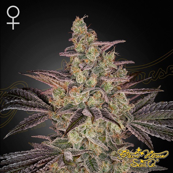 View Sementes Frosted Guava Auto 🥭🧊 - GB The Green Brand