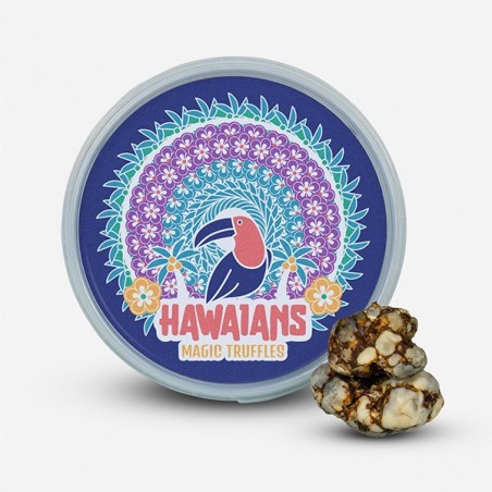 High Hawaiians 🌸 Trufas com Maior Quantidade de Psilocibina