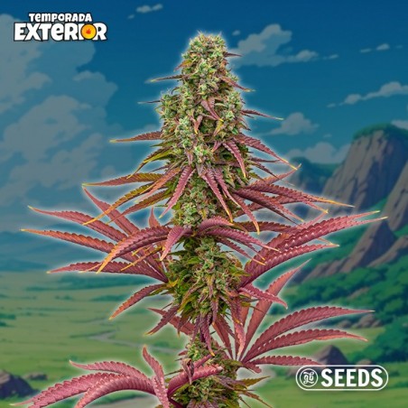 The Mother Plant (Edição Limitada de Sementes) 🌱 | GB The Green Brand