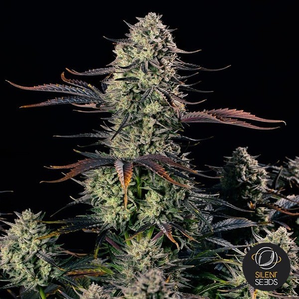 View Alien Gas XXL Auto 1