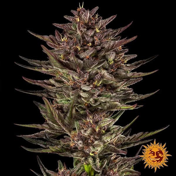 View Frosted Zinn x Cookie Dog Auto 🍪🐶 - GB The Green Brand
