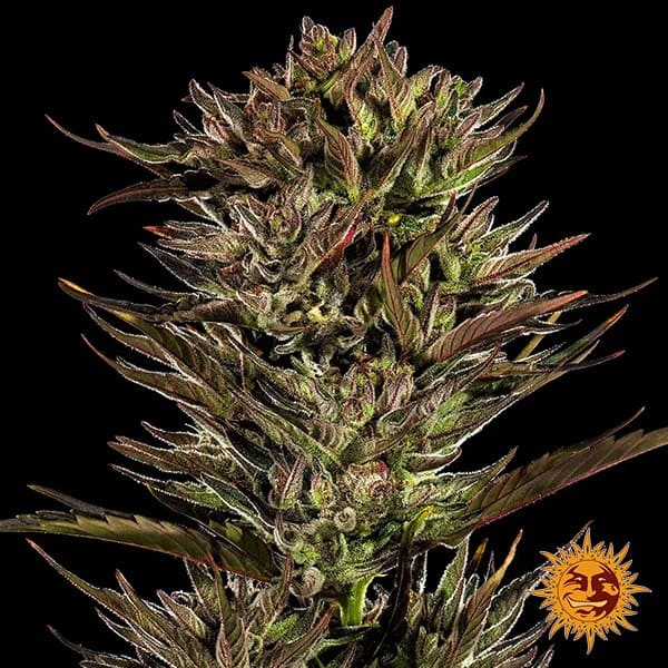 View Thin Mint x Sour Pinot Auto 🍇- GB The Green Brand