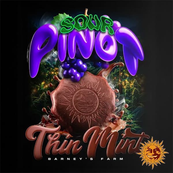 Thin Mint x Sour Pinot Auto 🍇- GB The Green Brand