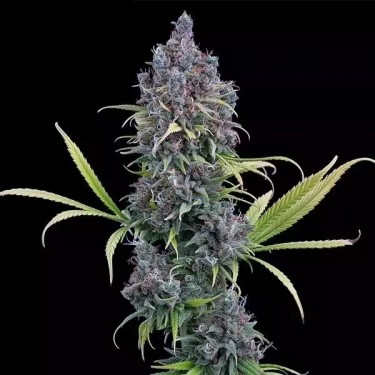 Durban Thai x C99 por Irmãos Grimm - GB A Marca Verde