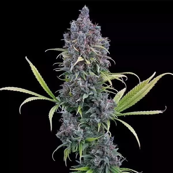 View Durban Thai x C99 por Irmãos Grimm - GB A Marca Verde