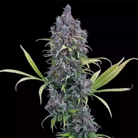 Durban Thai x C99 por Irmãos Grimm - GB A Marca Verde