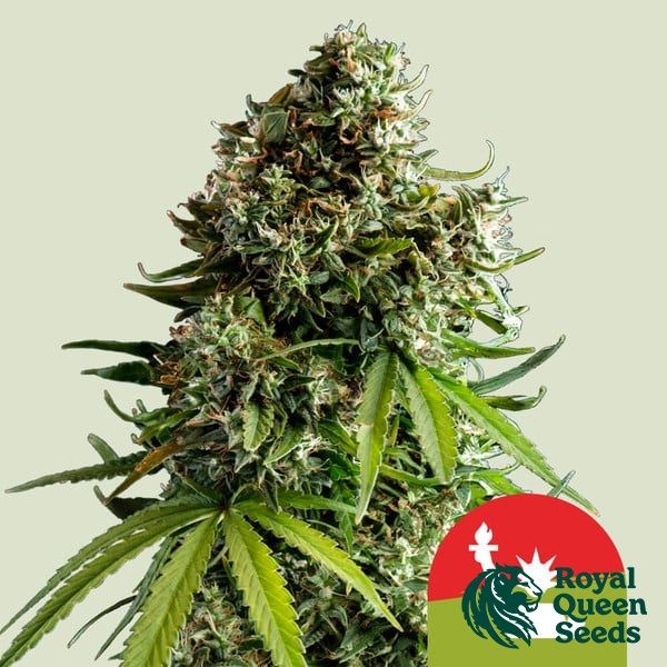 View NYC Sour D Auto - Tyson 2.0 x RQS - GB The Green Brand