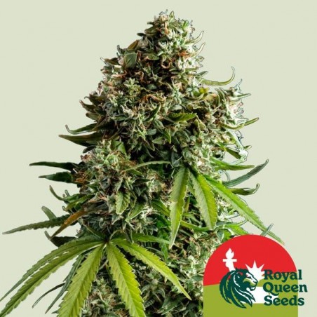 NYC Sour D Auto - Tyson 2.0 x RQS - GB The Green Brand