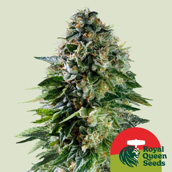 View Corkscrew Auto - Tyson 2.0 x RQS - GB The Green Brand