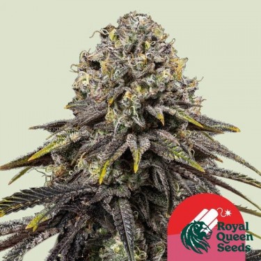 Dynamite Diesel - Tyson 2.0 x RQS - GB The Green Brand