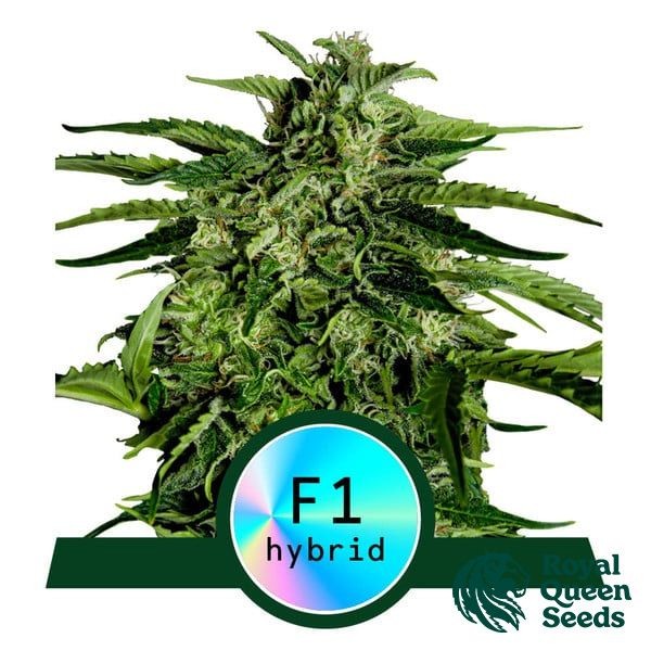 View Apollo F1 Auto de Royal Queen Seeds - GB The Green Brand
