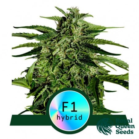 Apollo F1 Auto da Royal Queen Seeds - GB The Green Brand