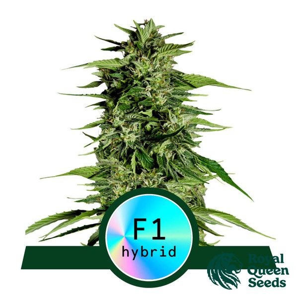 View Hyperion F1 Auto de Royal Queen Seeds - GB The Green Brand