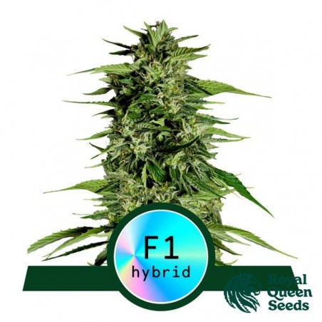 Hyperion F1 Auto de Royal Queen Seeds - GB The Green Brand