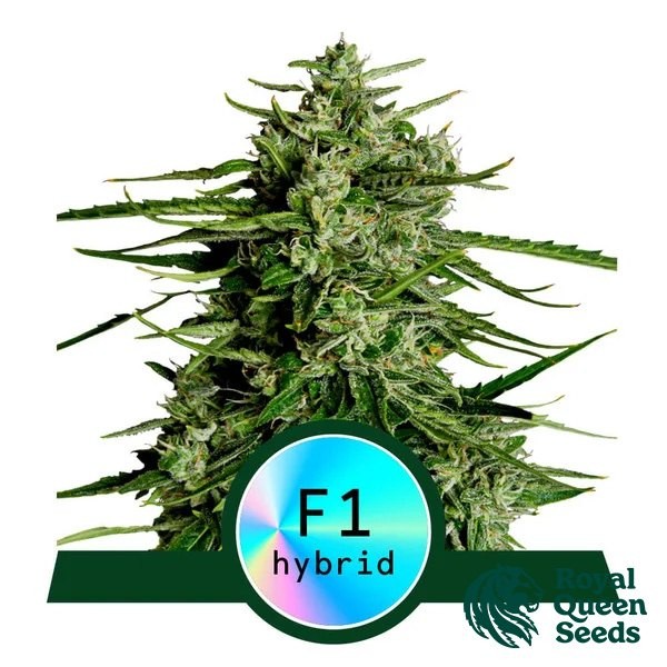 View Titan F1 Auto