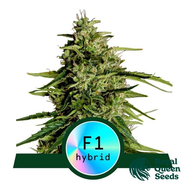 View Milky Way F1 Auto de Royal Queen Seeds - GB The Green Brand