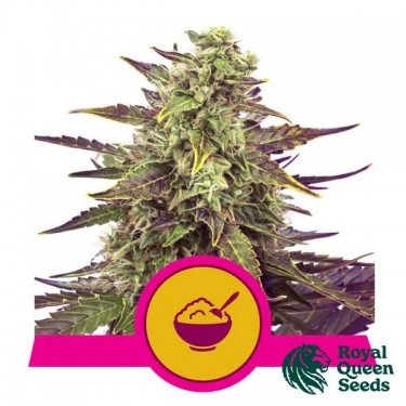 Cereal Milk - Royal Queen Seeds - GB The Green Brand