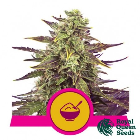 Cereal Milk - Royal Queen Seeds - GB The Green Brand