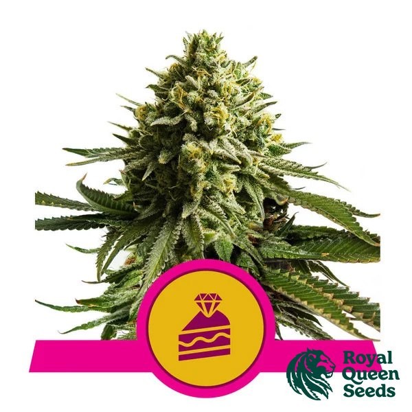 View Wedding Cake - Royal Queen Seeds - GB The Green Brand