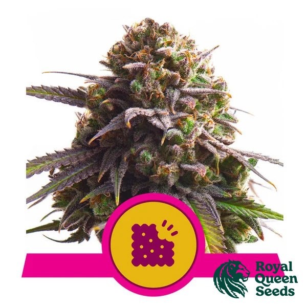 View Biscotti - Royal Queen Seeds - GB The Green Brand