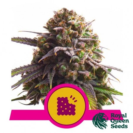 Biscotti - Royal Queen Seeds - GB The Green Brand