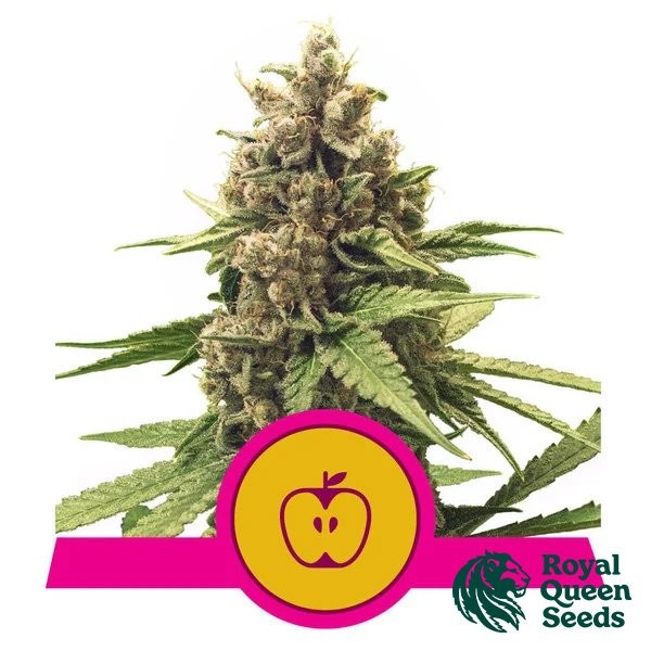 View Apple Fritter - Royal Queen Seeds - GB The Green Brand