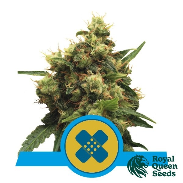 View Painkiller XL CBD de Royal Queen Seeds - GB The Green Brand