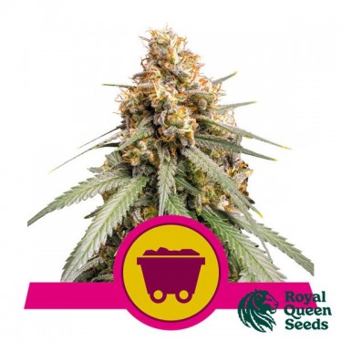 Prata brilhante Haze Royal Queen Seeds - GB A marca verde