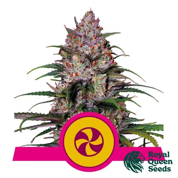 View Sweet ZZ de Royal Queen Seeds - GB The Green Brand