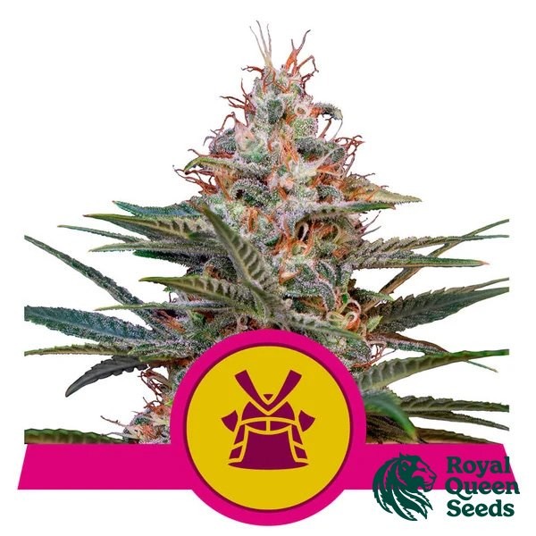View Sementes Royal Queen Sementes Shogun - GB A marca verde