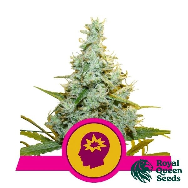 View AMG - Amnesia Mac Royal Queen Seeds-GB The Green Brand Ganja