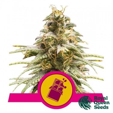 Chocolate Haze de Sementes Rainha Real - GB A Marca Verde