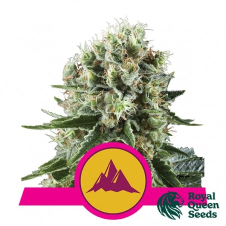Comprar Critical Kush RQS - GB A marca verde