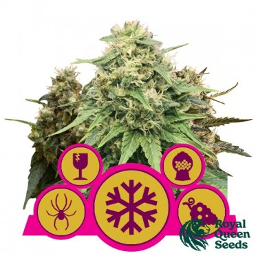 Comprar Mix Feminized Royal Queen Seeds - GB