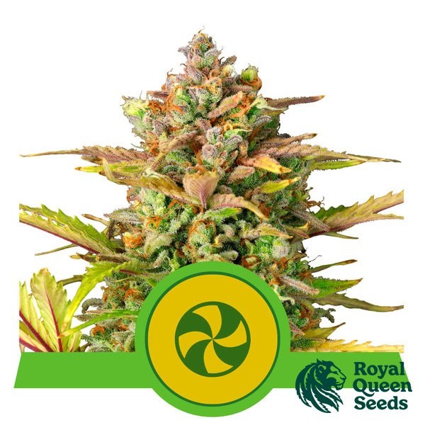 View Comprar Sweet ZZ RQS automático - GB The Green Brand