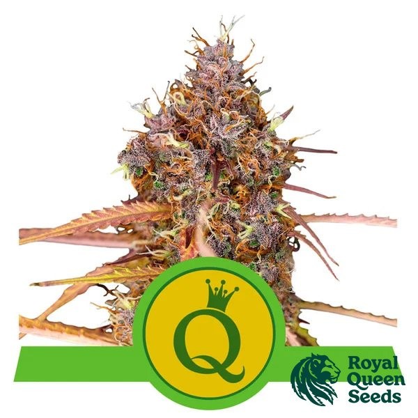 View Comprar Purple Queen Automatic RQS - GB The Green Brand
