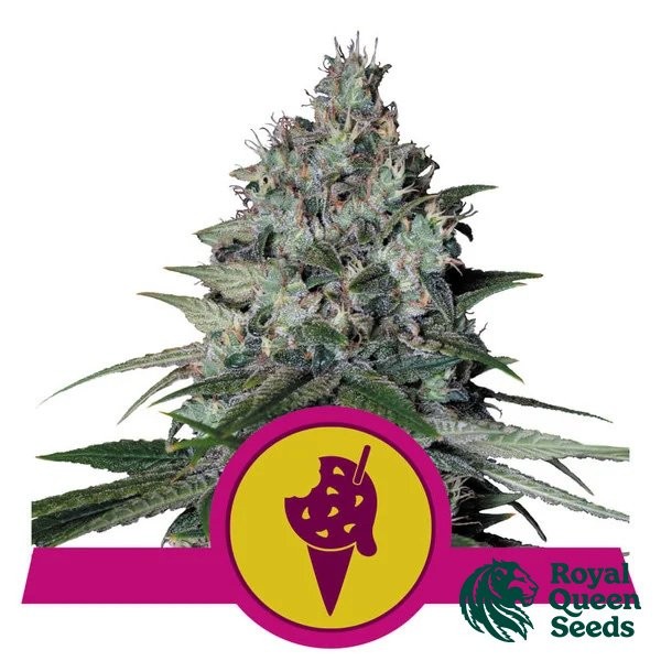 Comprar RQS Gelate Cookies - GB The Green Brand