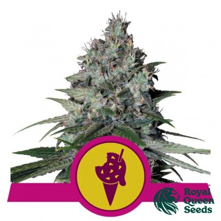 Comprar RQS Gelate Cookies - GB The Green Brand