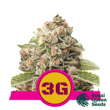 Comprar Triple G de Royal Queen Seeds - GB