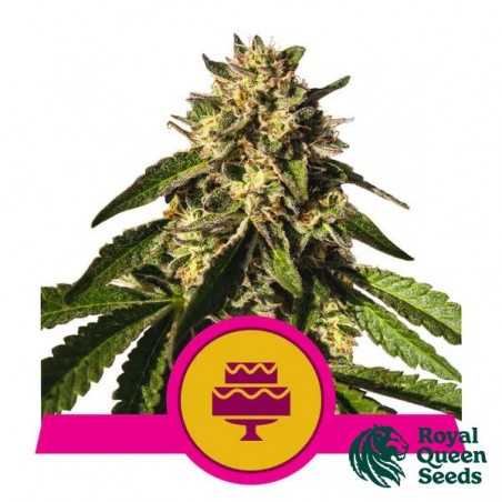 Casamento Gelato de Royal Queen Seeds - GB The Green Brand