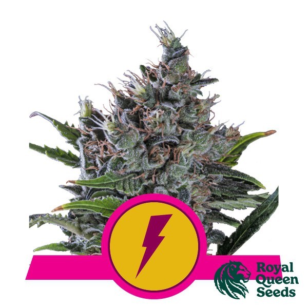 View Comprar RQS North Thunderfuck - GB The Green Brand