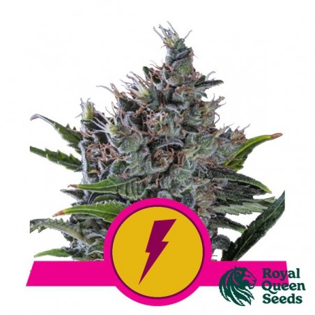 Comprar RQS North Thunderfuck - GB The Green Brand