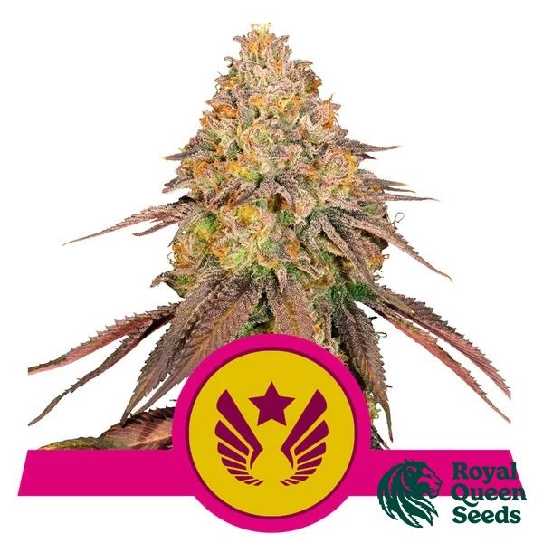 View Comprar Legendary OG Punch da RQS - GB The Green Brand